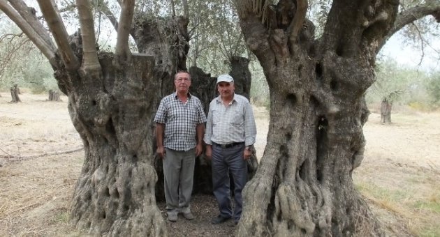 10 Asırlık Zeytin Ağacının İçine 10 Kişi Sığıyor
