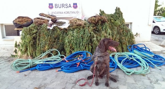 14 Gün İzlenen Uyuşturucu Tacirleri Kıskıvrak Yakalandı