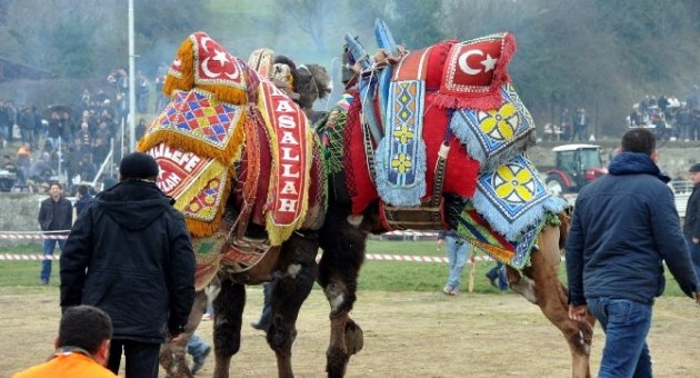 26. Geleneksel Umurbey Deve Güreşleri Yapıldı