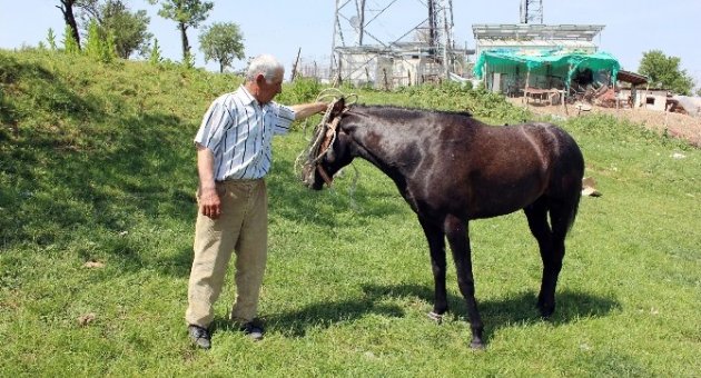 5 Bin Lira Maaşlı At Çobanı Fedai Gülsün İş Başı Yaptı