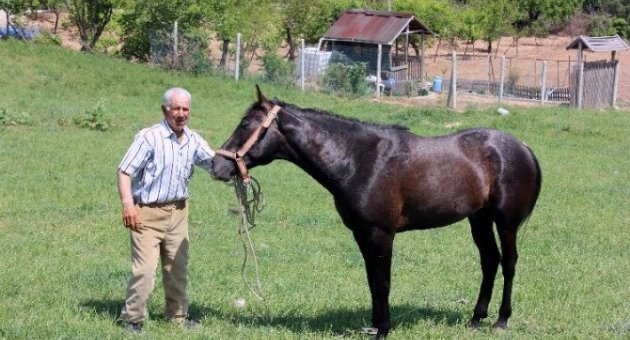 5 Bin Lira Maaşlı Çobanın Yakaladığı ’başıboş Atlar’ Satılamadı