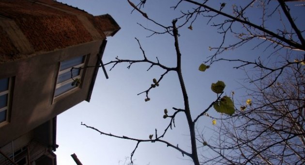 76 Yıılık Dut Ağacı Kış Mevsiminde Meyve Verdi