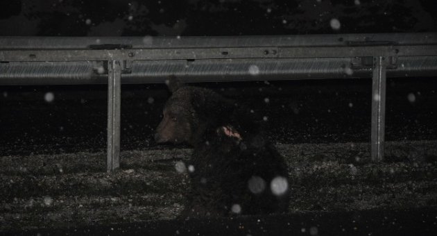 Aç Kalıp Yola İnen Ayı Tır’ın Çarpması Sonucu Ağır Yaralandı