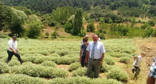 Adaçayı Çiftçinin Umudu Oldu