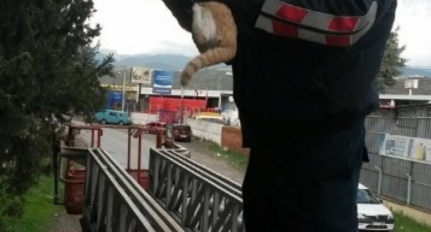 Ağaçta Mahsur Kalan Kedi İtfaiye Tarafından Kurtarıldı