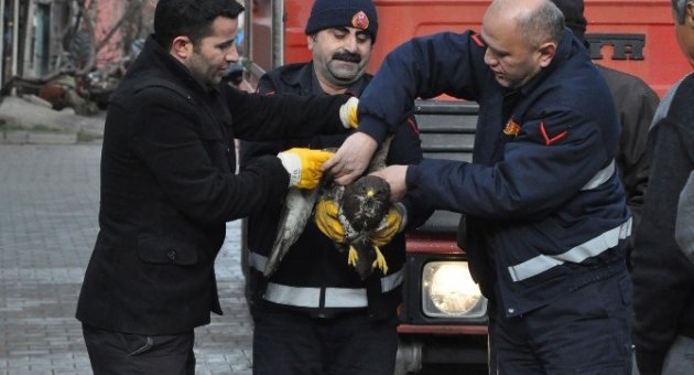 Ağaçta Mahsur Kalan Şahini Kurtarma Operasyonu