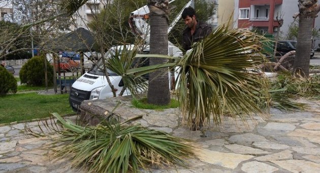 Aliağa’da Ağaçlar Budanıyor