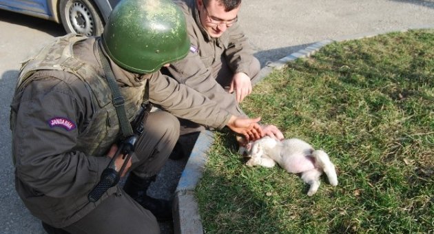 Annesini Kaybeden Yavru Köpeğe Jandarma’dan Şefkat Eli