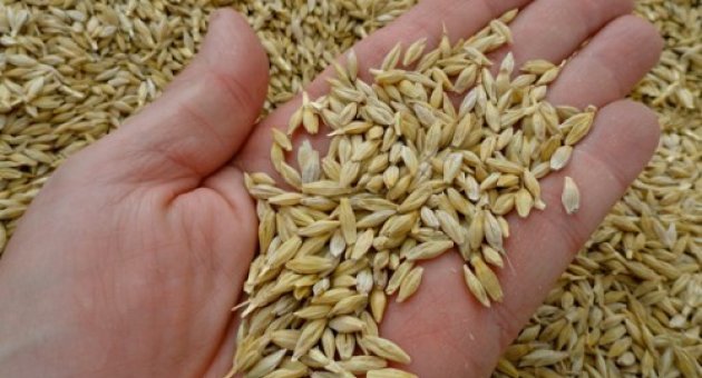 Arpa Ve Buğday Alımları Başladı