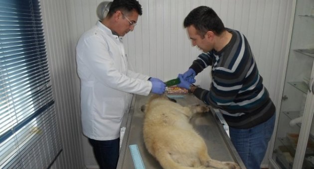 Aşılanan Sokak Köpekleri Küpeleniyor