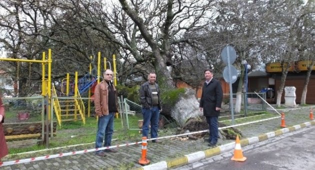 Aşırı Yağmur Tarihi Meşe Ağacını Devirdi