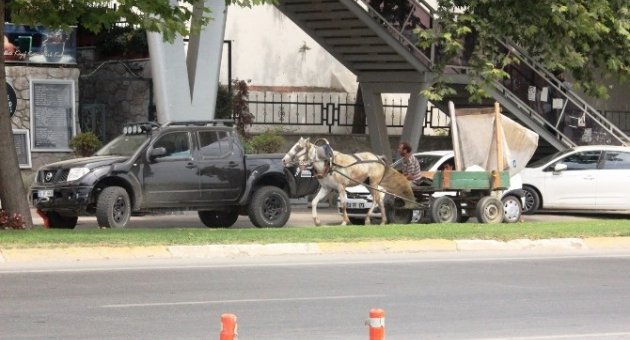 At Arabası Trafikte