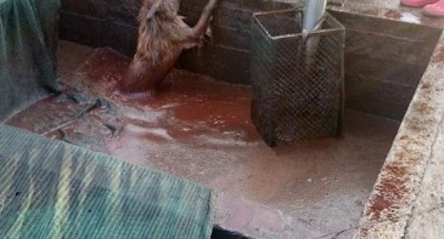 Atık Havuzuna Düşen Köpeği İtfaiye Kurtardı