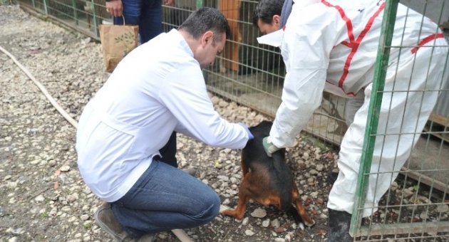 Av Köpeklerine Aşı