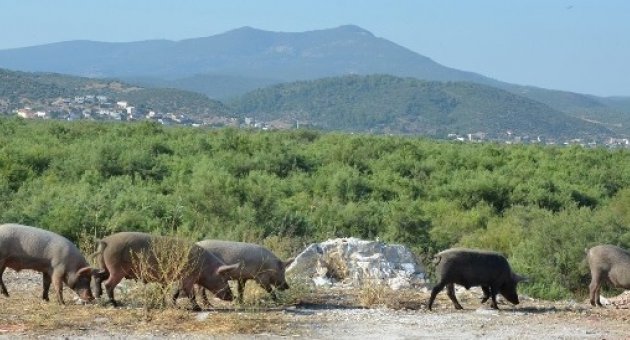 Av Yasağı Domuzları Şehre İndirdi
