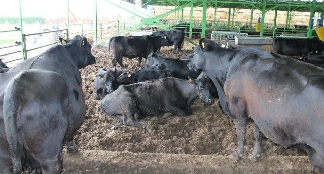 Avrupa Türkiye’de Yetişen Angusların Peşinde