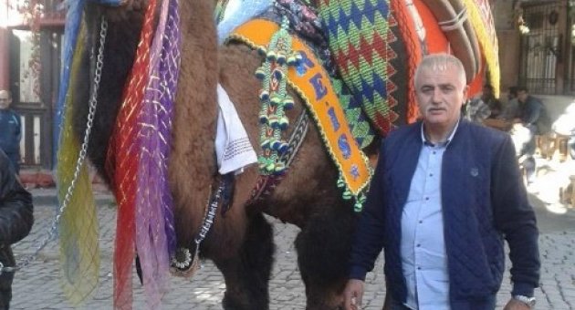 Ayvalık 12. Deve Güreşi Festivaline Hazırlanıyor