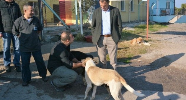 Ayvalık Barınağındaki Sokak Hayvanları Bu Kış Üşümeyecek