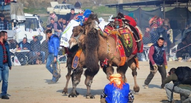 Ayvalık’ta 12.deve Güreşi Festivali Şölen Havasında Gerçekleşti