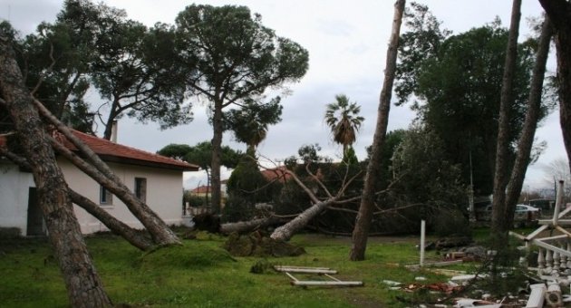 Ayvalık’ta Fırtına Çatıları Uçurdu, Ağaçları Devirdi