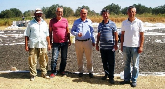 Ayvalık’ta Tohumluk Ayçiçeği Üreticinin Yüzünü Güldürdü