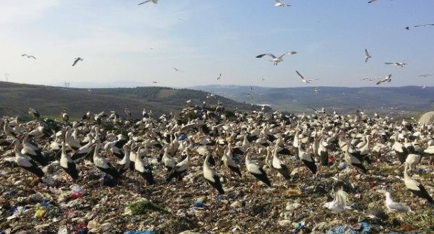 Baharın Habercisi Leylekler Bursa’ya Gelmeye Başladı