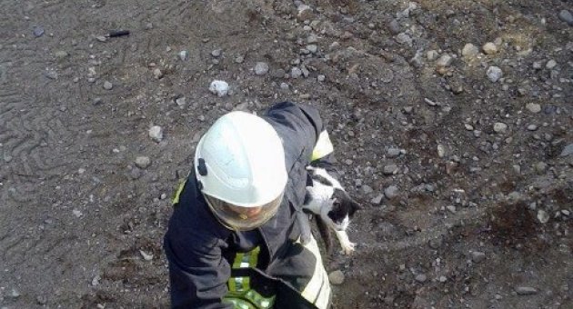 Balıkesir’de İnşaat Çukurunda Kedi Kurtarma Operasyonu