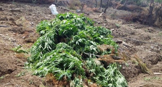 Balıkesir’de Uyuşturucu Operasyonu