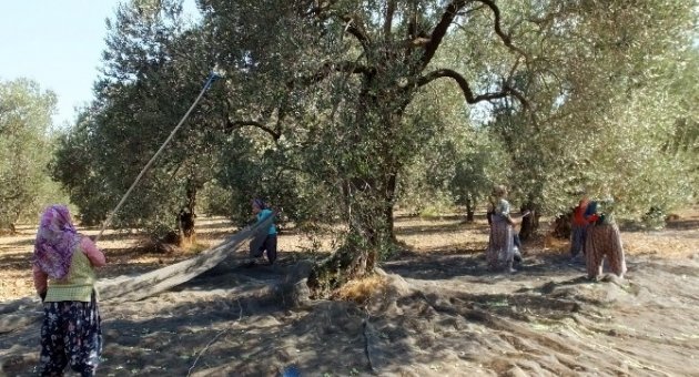 Balıkesir’de Zeytin Hasadına Başlandı