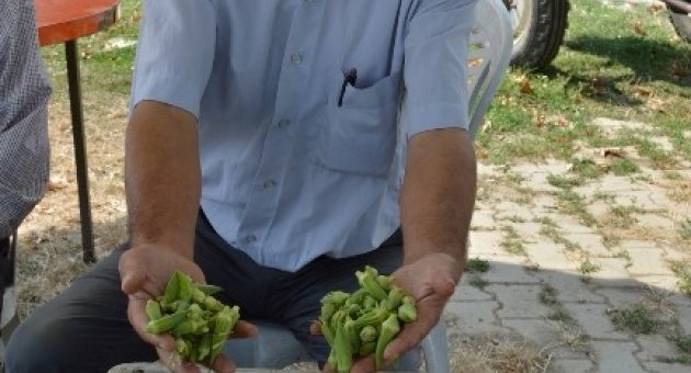 Bamya Çiftçinin Yüzünü Güldürdü