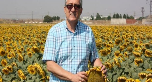 Bandırma’da Ayçiçeği Ekimi Değerlendirmesi