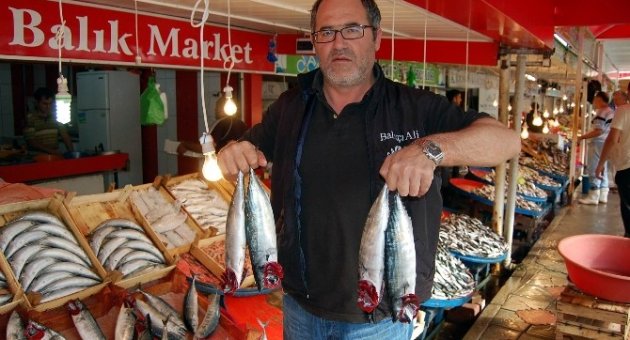 Bandırma’da Palamut Bolluğu