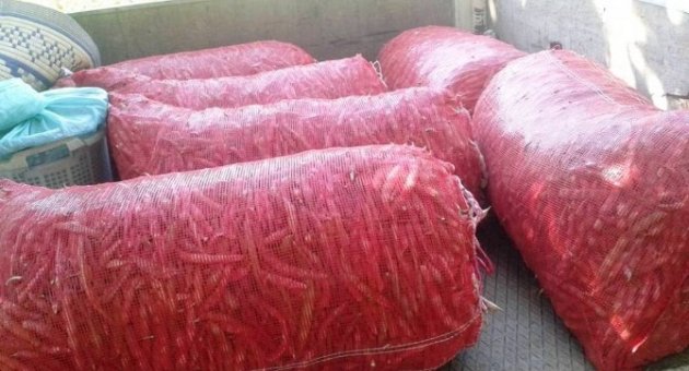 Barbunya Ve Fasulyenin Fiyatları Üreticinin Yüzünü Güldürdü