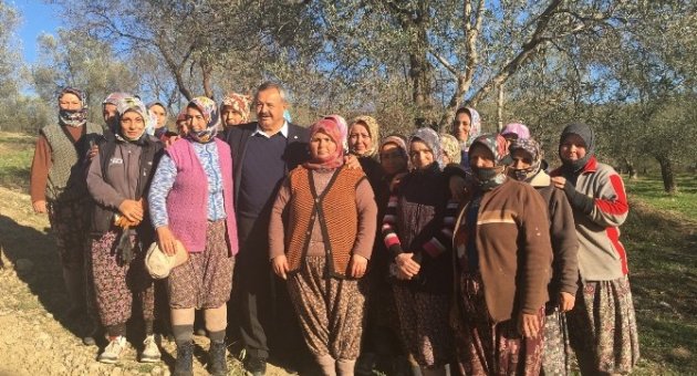 Başkan Necdet Uysal’dan Zeytin İşçilerine Ziyaret