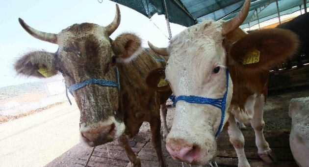 Bayraklı Kurban Bayramı’na Hazır