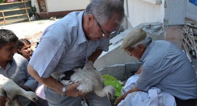 Belediye Binasını Sahiplenen Leyleklere Numara Verildi
