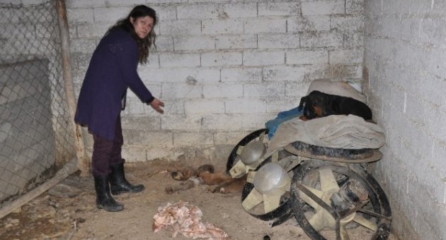 Belediye Hayvan Barınağı Ölü Köpeklerle Dolu