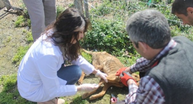 Belediyeden Köpek Katliamına Tepki