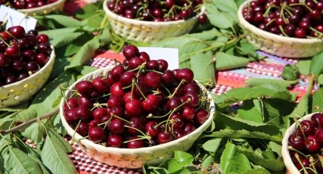 Belenbaşı’nın Kirazları Görücüye Çıktı
