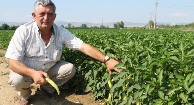 Biber Altın Çağını Yaşıyor