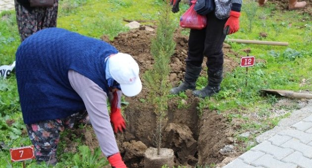 Biga Belediyesi Mezarlıklara Kara Servi Ağacı Dikti