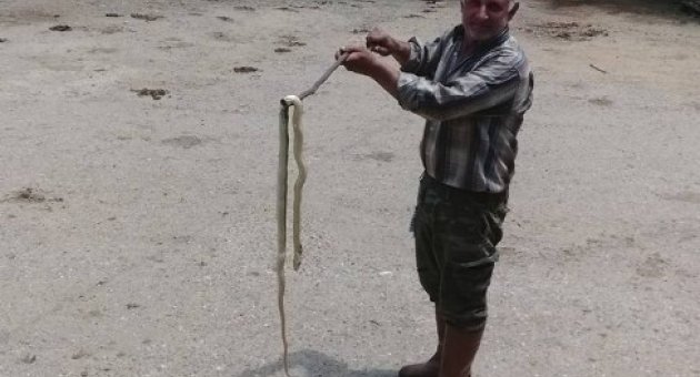 Biga’da Dama Giren Yılan Korkuttu