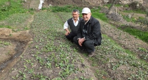Bigadiç’te Zambak Ekimi Başladı
