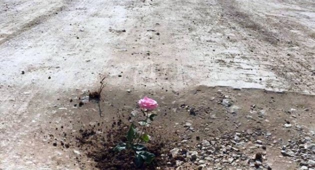 Bozuk Yola Gül Ektiler