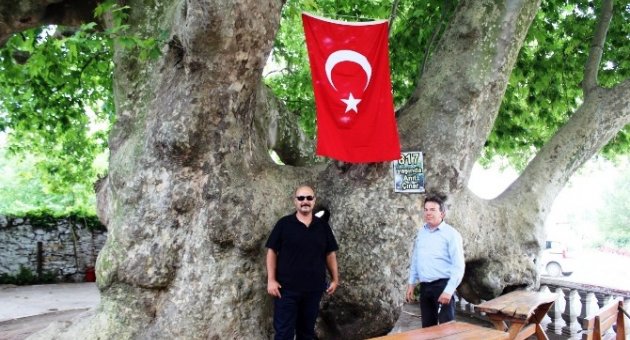 Bu Ağaç Osmanlı İmparatorluğu’ndan Daha Yaşlı