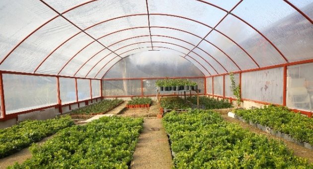 Buca Belediyesi Çiçek Üretimine Başladı