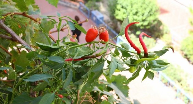 Buca’da Organik Ürünler Balkonlarda Yetişiyor