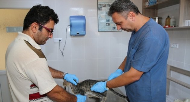 Buca’da Sokak Hayvanlarına 7/24 Hizmet