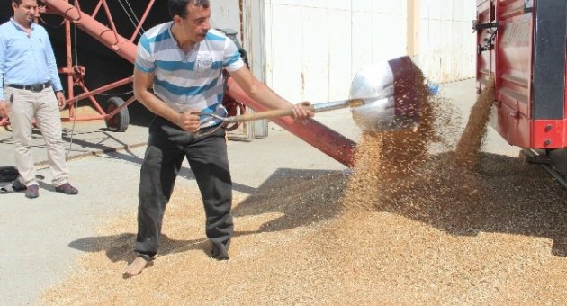 Buğdayda Verim Düşük, Kalite Yüksek