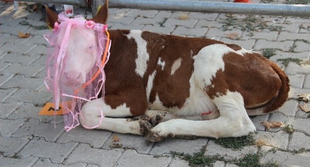 Bunlar Da ‘sığır’ Güzeli